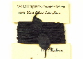 Hand twisted lokta paper twine